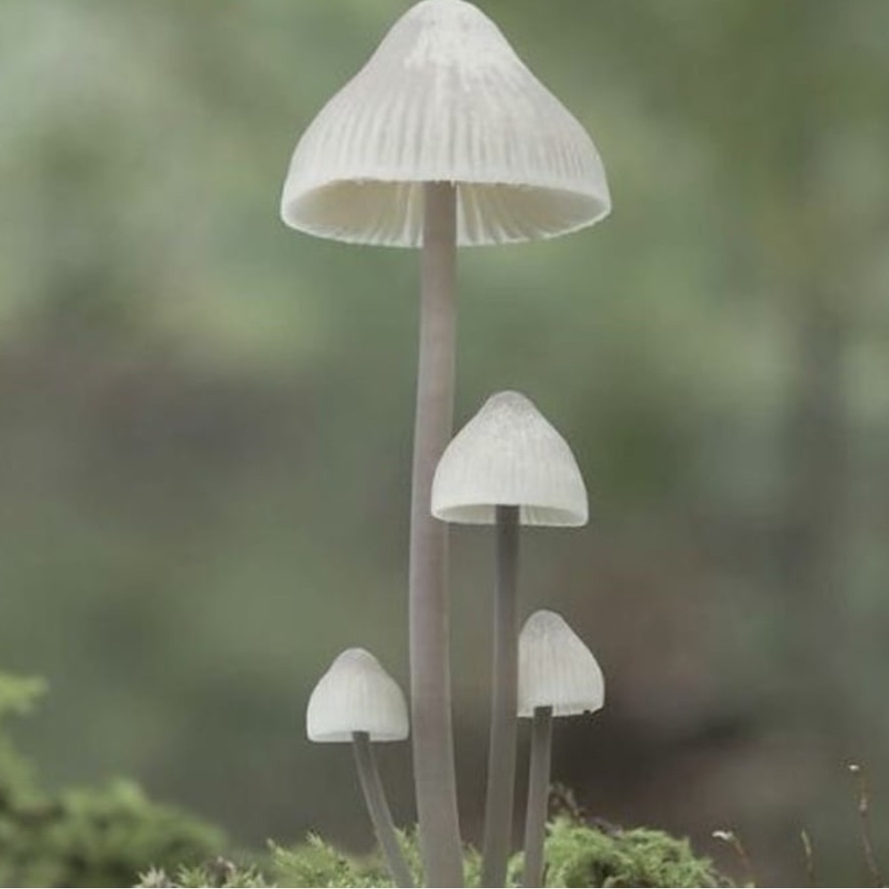 Driftwood Art, Driftwood and Coral Mushrooms, Mushroom Art, Coastal Art - Picture 11 of 12